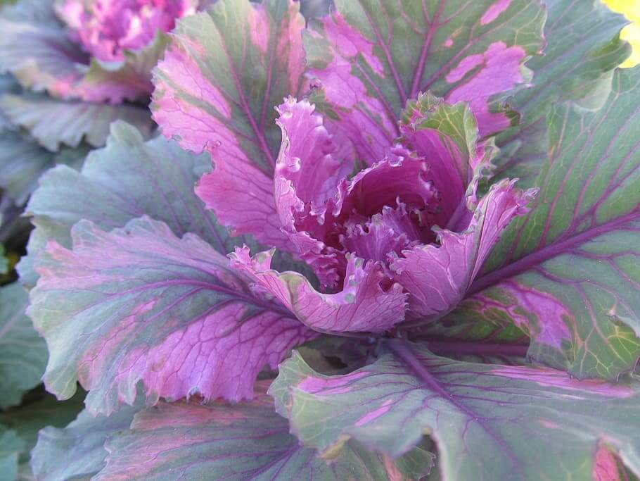 Rode kool die net een kool begint te vormen.