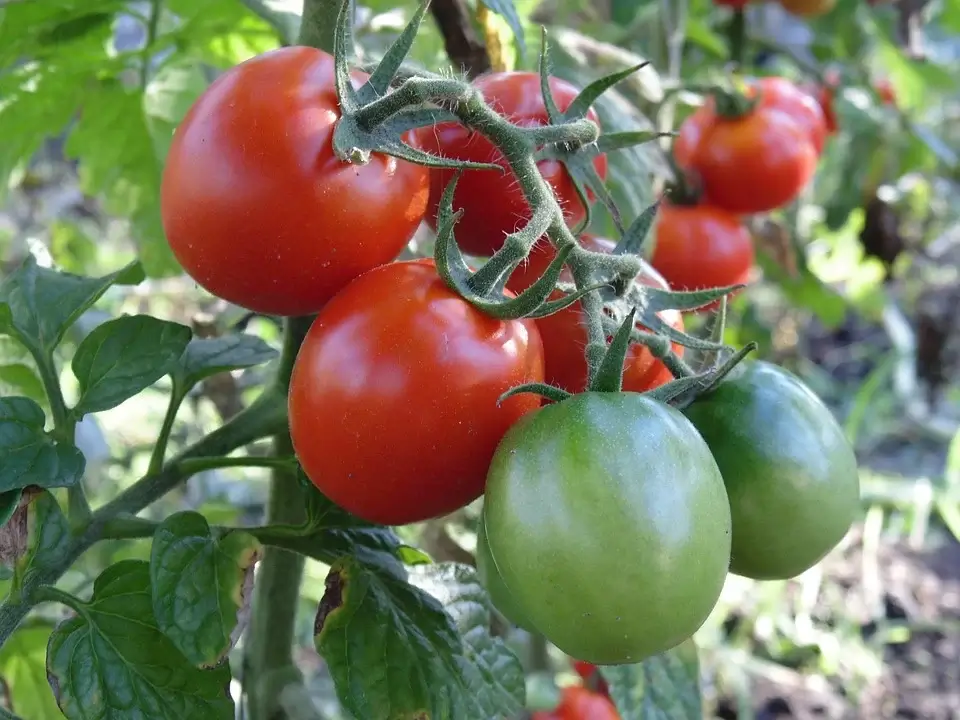 Tros tomaten met groene en rode tomaten.