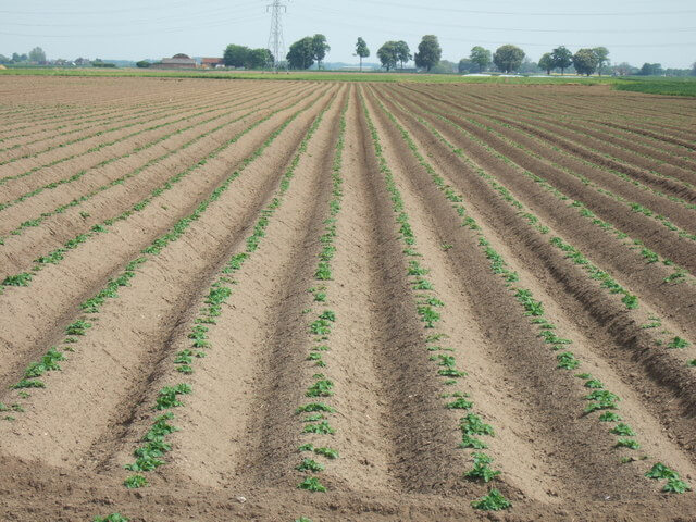 Aardappelen op een groot veld die aangeaard werden door een machine.