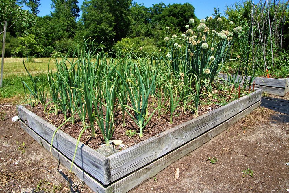 Een verhoogde moestuinbak gevuld met grote prei